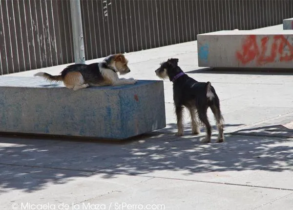 Encuentros perrunos en Lavapiés: Xana, una imparable SraPerra