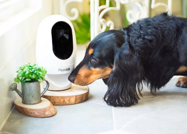 Conexión constante con tu can: Pawbo, el mini parque temático perruno