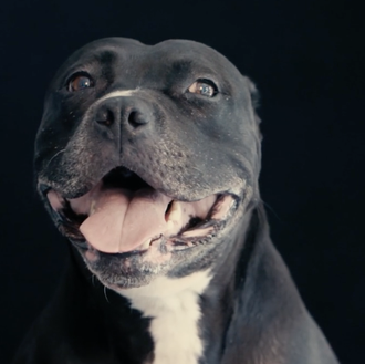 Reivindicando la belleza de los perros negros para fomentar su …