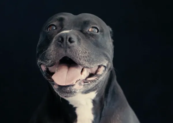 Reivindicando la belleza de los perros negros para fomentar su adopción