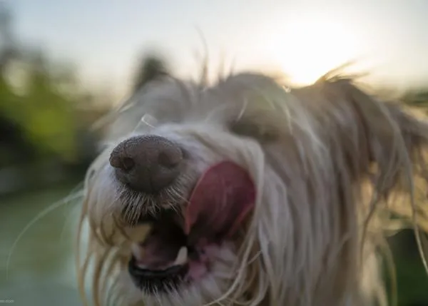 ¿Puede el eclipse solar del 12 de agosto afectar a tu perro? ¿Qué debes hacer si estás en zonas en las que se verá bien?
