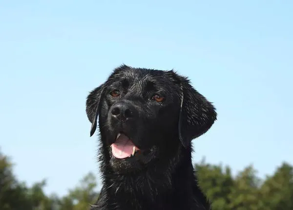 Glosario Oncológico Veterinario: todos los términos que conviene conocer y entender ante un diagnóstico de cáncer