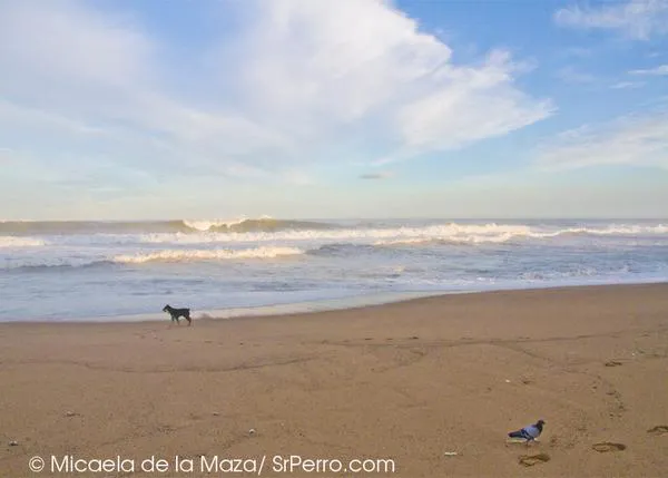 Campaña Gijón al 6%: firma para conseguir que los perros puedan estar en la playa 