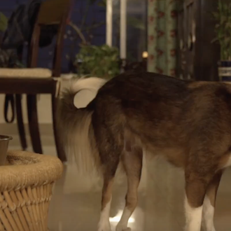 Dos perros a los que nadie quería, dos perros con …