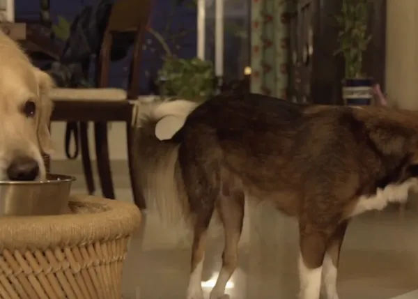 Dos perros a los que nadie quería, dos perros con 