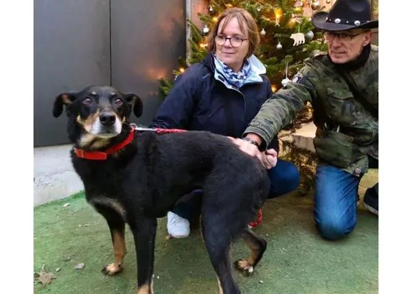 La Fundación 30 Millions d’Amis apoya las adopciones de perros o gatos seniors con hasta 1000 euros para posibles gastos veterinarios