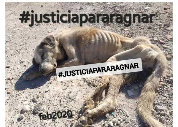 La protectora Huellas Salvadas se moviliza para pedir #justiciapararagnar, el mastín maltratado hasta la muerte