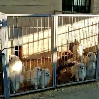 Otro criadero del infierno, esta vez en Granada: 500 perros …