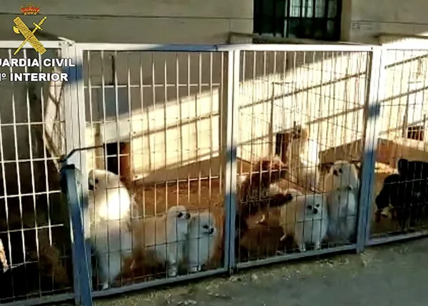 Otro criadero del infierno, esta vez en Granada: 500 perros intervenidos, 10 de ellos con las cuerdas vocales cortadas