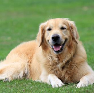 Estado de la Nación (perruna) en UK: los Golden Retriever …