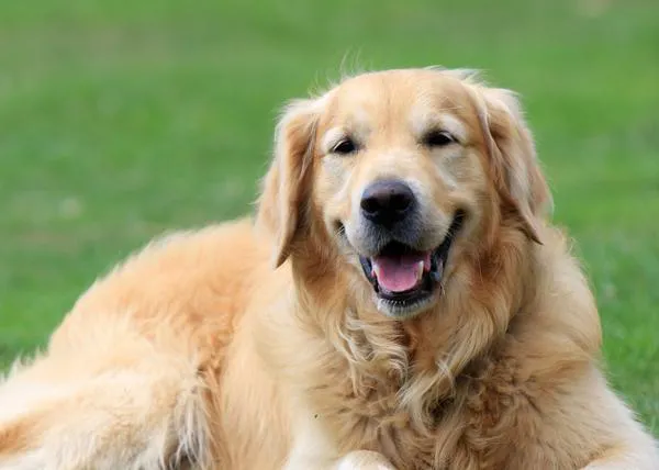 Estado de la Nación (perruna) en UK: los Golden Retriever, casi tan populares como los mestizos