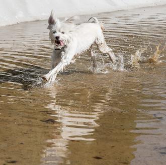 Pistas básicas para sacar buenas fotos de perros a la …