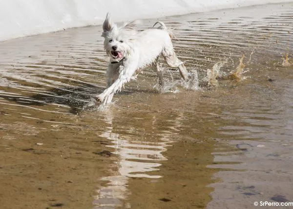 Pistas básicas para sacar buenas fotos de perros a la carrera