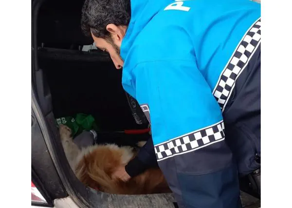 Una familia rota de dolor en Navidad por culpa de los petardos: un perro muere en Palencia tras saltar por la ventana