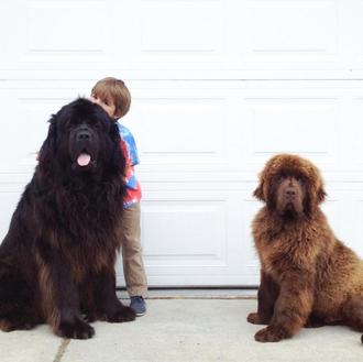 Estrellas caninas (y humanas) en instagram: Julian, Max y ahora …