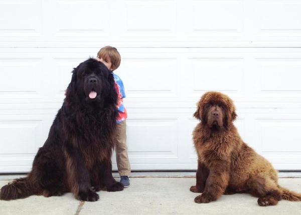 Estrellas caninas (y humanas) en instagram: Julian, Max y ahora también Bruce