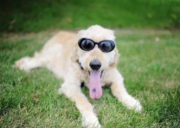 Las cuatro consejos para una vida feliz que deja tras de sí un perro querido