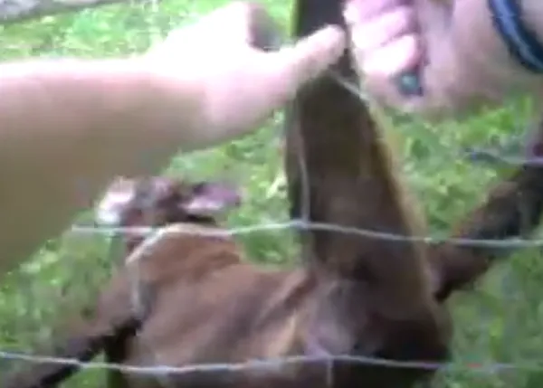 La sorpresa de un policía tras ayudar a un perro atrapado en una valla