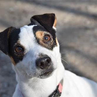 ¿La raza de perro más y menos longeva? Un estudio …