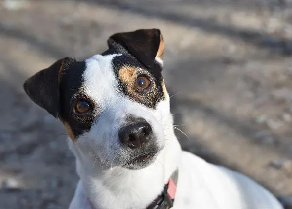 ¿La raza de perro más y menos longeva? Un estudio determina que los Jack Russell y los Buldog Francés