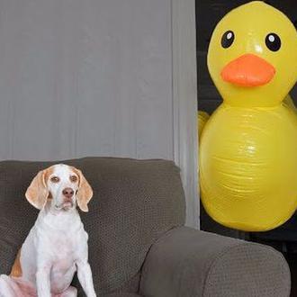 La batalla del perro viral contra cientos de patos de …