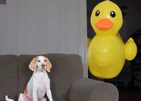 La batalla del perro viral contra cientos de patos de goma: Maymo, el perro que siempre hace sonreír