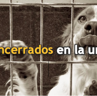 La situación de los animales en las universidades españolas a …