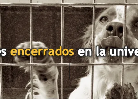 La situación de los animales en las universidades españolas a debate el 5 de noviembre