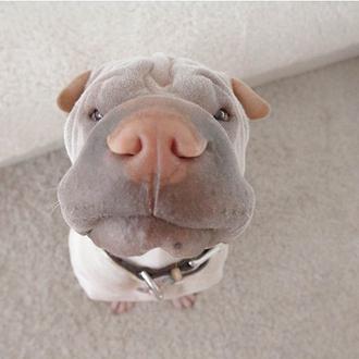 El shar pei con más arte (y disfraces) de la …