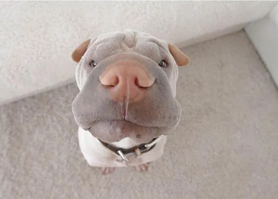 El shar pei con más arte (y disfraces) de la web & sus amigos los gatos