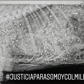 Más de 400 perdigones: #justiciaparasomoycolmillo