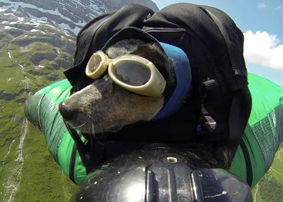 Los perros son más felices junto a sus humanos ¿también volando?