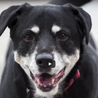 Una residencia de ancianos adopta oficialmente al can de un …