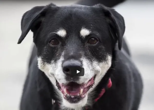 Una residencia de ancianos adopta oficialmente al can de un hombre tras su muerte