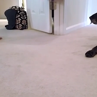 El primer gateo de una niña tiene premio perruno, ¡divino …