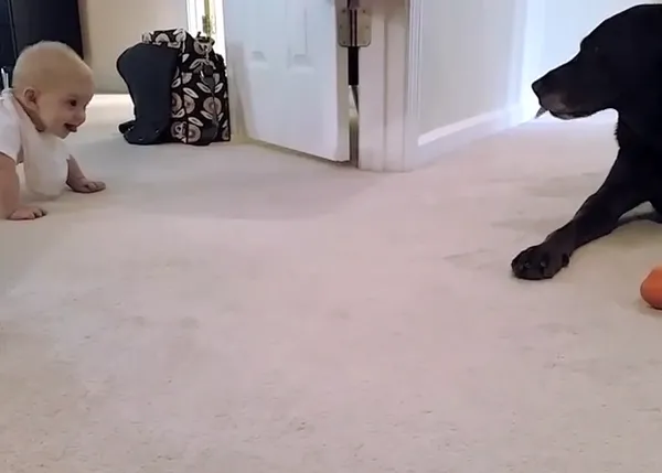El primer gateo de una niña tiene premio perruno, ¡divino vídeo!