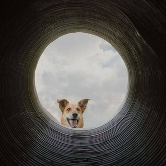De perro rescatado a perro de rescate: una historia sobre …