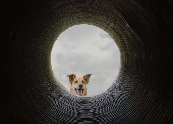 De perro rescatado a perro de rescate: una historia sobre la naturaleza generosa de los perros (y el karma)