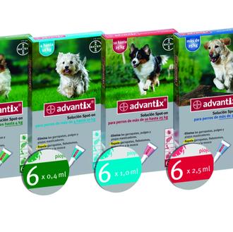 Perros protegidos con el nuevo pack de 6 pipetas Advantix