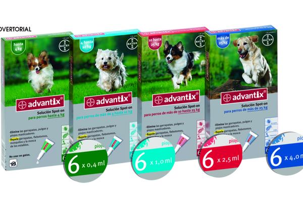 Perros protegidos con el nuevo pack de 6 pipetas Advantix