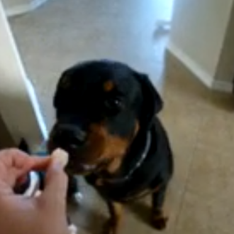 No, no, no: el Rottweiler no es nada fan de …