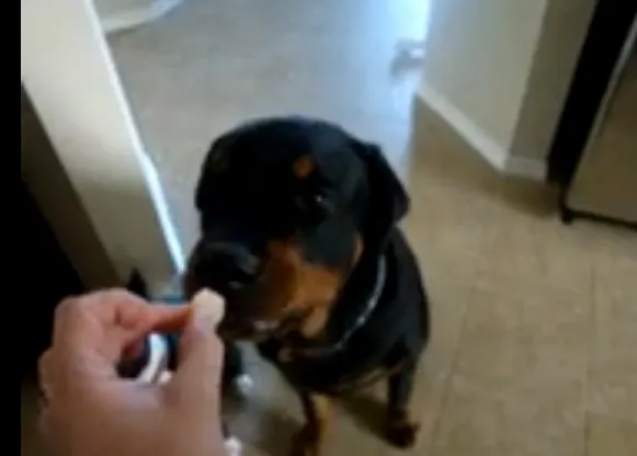 No, no, no: el Rottweiler no es nada fan de las gambas