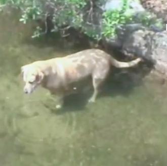 Las aventuras -fresquitas aventuras- de un listo SrPerro en y …