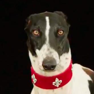 Y el hombre creó al perro: un documental de National …