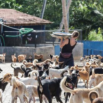 El fabuloso santuario para perros y gatos de Sri Lanka …