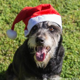 Especial Regalos de NaviDOG: pistas GUAU para triunfar con humanos …