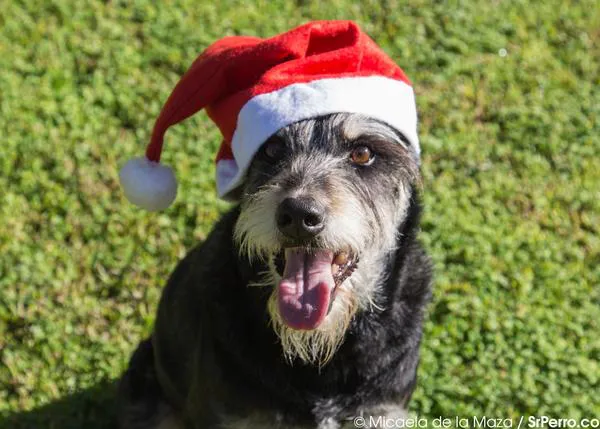 Especial Regalos de NaviDOG: pistas GUAU para triunfar con humanos perrunos
