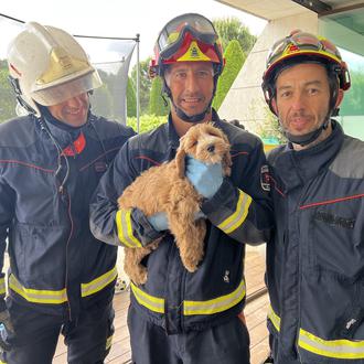 Los bomberos de Madrid rescatan a un cachorrote atrapado en …