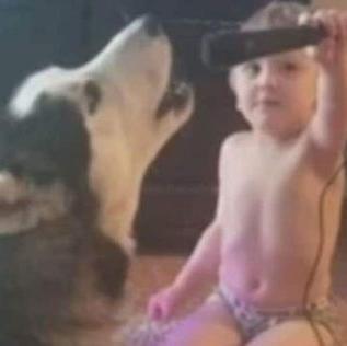 El zampable dueto de un churumbel y un Husky con …