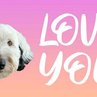 El fenómeno de Bunny, la perra que está aprendiendo a …